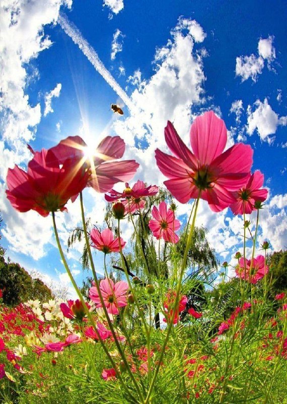 😍💋😘من وتو😍💋😘: 🍃🦋خوشدلی خواهی پی او گیر، کاندر باغ مهرصبح را از بوی این گل ذوقخندان گشتن است ...#هوشنگ_ابتهاج 🍃🦋#صبح_بخیر