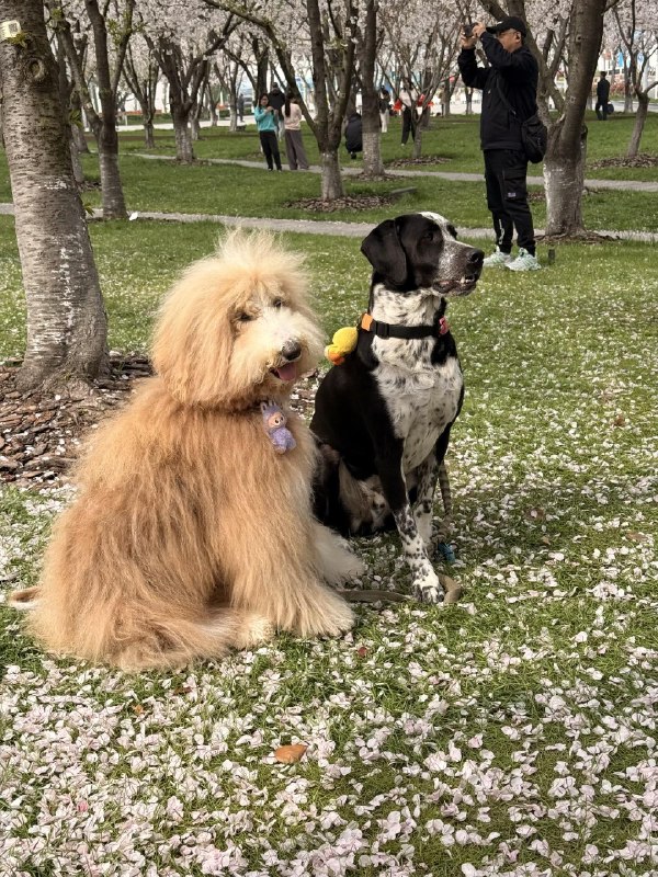 上海西岸的樱花林manner coffee 实在太高级了上海西岸的樱花林manner coffee 实在太高级了