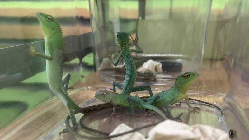 בלארוס הביאה עשרות לטאות אקזוטיות מרוסיה לפולין. לדבריו, הוא אפילו לא הכיר את הקונה. הקישור לא עובד? נסה את…