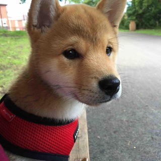 Dog Pics Bot
