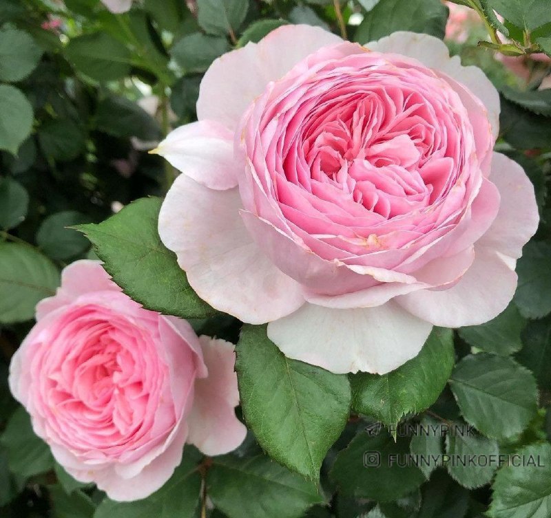 كانال گرگان 🌹: سلام_صبحتون_بخیر_دوستان ☕️🌸🍃روز تون پر از بهترین ها 🌸🍃 دلتو ن شاد💕الهی هرچی آرزو زیبا دارید امروز بهش برسید 🌸🍃🌺 t.me/joi