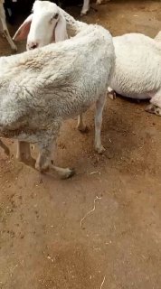 מתנחלים דרסו את משק החי של החקלאי איוב אל-מסרי באזור ח'לת אל-חומוס במסאפר יטא, דרומית לחברון.