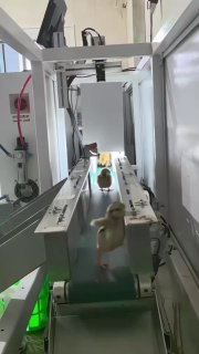 This smart machine uses AI to sort male and female chicks in secondsDid you know? 🎓