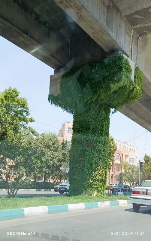 روزنامه باختر📌: 🌿 اگر پای تمام ستون‌های منوریل، از این گیاهانِ چسبان کاشته می‌شد و با دلسوزی و برنامه‌ریزی از آن‌ها مراقبت می‌کردند، چه 