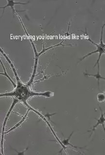 Live neurons growing and forming connections under a microscope.The finger-like extension searching around at the end of the branch is called a growth cone.