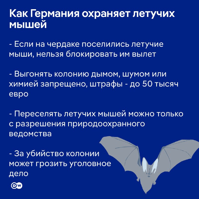 В Германии живут 25 видов летучих мышей, и все они находятся под строгой охраной. Вот как их здесь защищают. @dwrussian