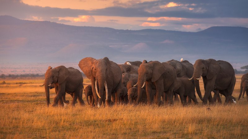 Wild, wise, and wonderfulAfrican elephant herd, Amboseli National Park, Kenya (© Chase Dekker/Minden Pictures)
