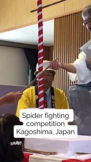 There's a 400-year-old festival in Japan, where spiders battle on a tiny wooden stick.Known as Kumo Gassen, it dates back to 1592, when samurai lord Shimazu Yoshihiro reportedly used spider fights to boost his soldiers’ morale.This tradition still continues today in Aira, Kagoshima.Did you know? 🎓