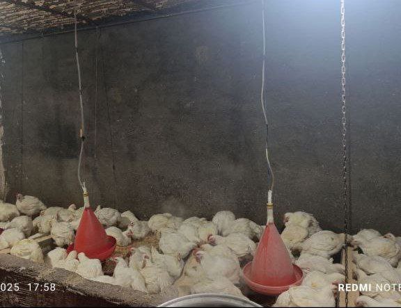 کانال بیرانشهر: مژده دوستان سیستم سبد کالا برای مرغ زنده فعال شددر خدمت شما هستیم با پخش سبدکالا مرغ زنده بیرانوند ادرس بیرانشهر جنب قصا