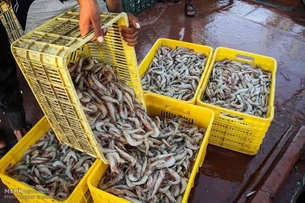 Iran Agriculture News: 🔰İran’ın Buşehr Kıyılarında Bin Tondan Fazla Karides Avlandı 🔶 İran'ın Buşehr Eyaleti Balıkçılık Genel Müdürü Akil Emini