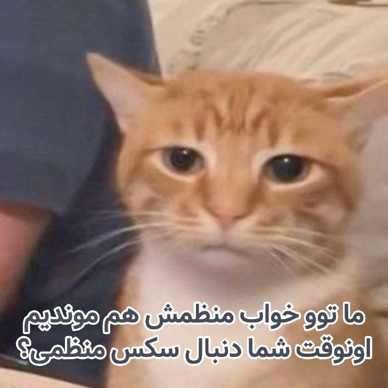 🌍 W E E K N D I🌵 🌹: واقعاا چطوری بعضی ها سکس‌ منظم دارن؟ اصلا خواب منظم چی؟ #Ali @Wknddi