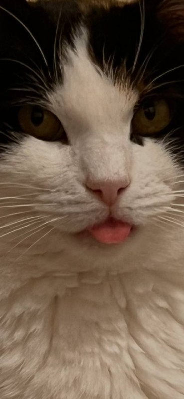 Две дамы в поисках пары! — фото 1