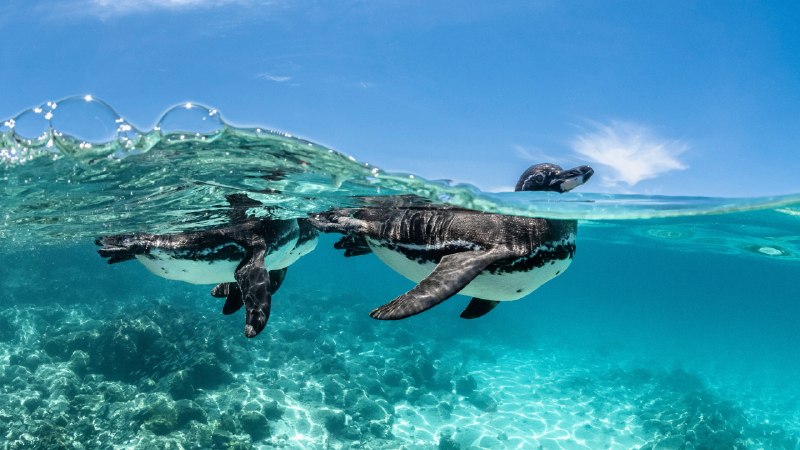 Breaking the penguin rulesGalápagos penguins swimming, Galápagos Islands, Ecuador (© Henley Spiers/Nature Picture Library)