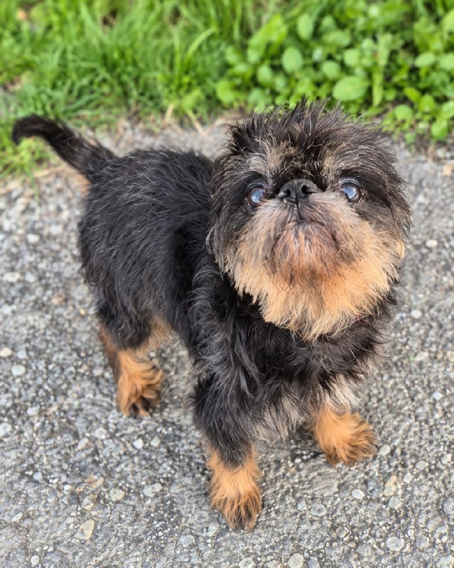 🏠🐶 Ищет дом немолодой кобелёк породы бельгийский...
