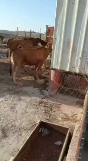 Settlers release their cows near Palestinian homes in the area of Khallat al-Humus in Masafer Yatta, south of Hebron.