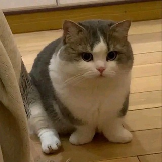 Мягка | Лапка Telegram channel profile photo