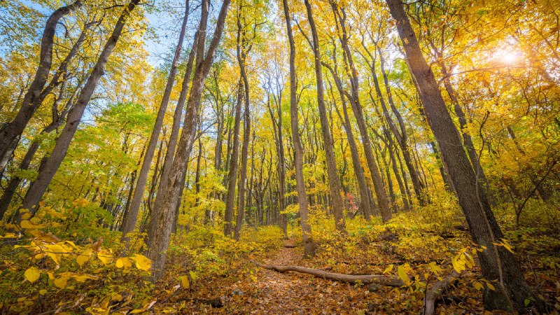 The trails' callFall colors in Shenandoah National Park, Virginia (© Michael Ver Sprill/Getty Images)