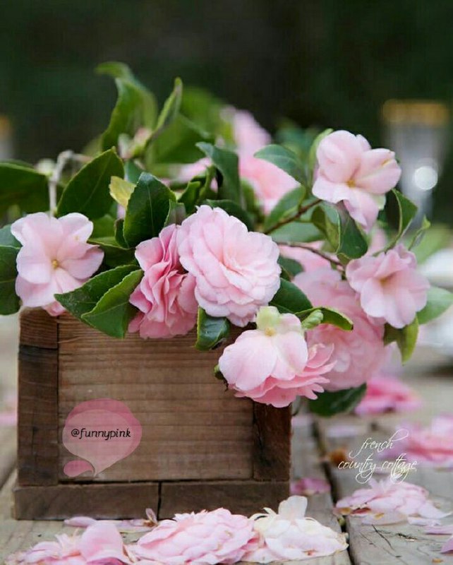 🌼 مهـــ❤️ـــربانی ها 🌼: هرجا که هستید سهم امروزتون🌸یک بغل شادی و آرامش🌸🌱🌺🍃🌺🍃🌺🌱👉 @Mehrabani_Ha