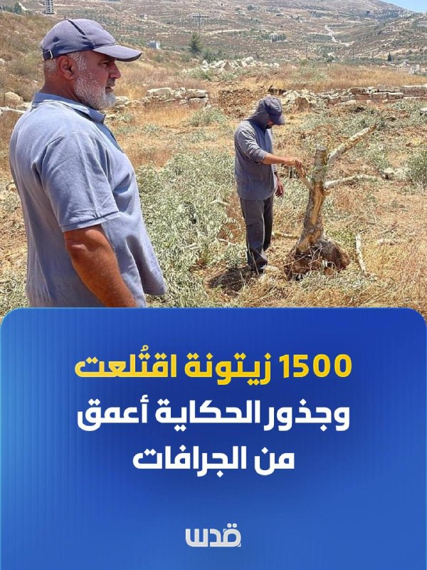 בצער ובדיכוי, חקלאי שאהר קאט מהכפר מדאמא שמדרום לשכם בודק את אדמתו לאחר שהכיבוש עקר כ-1,500 עצי זית.