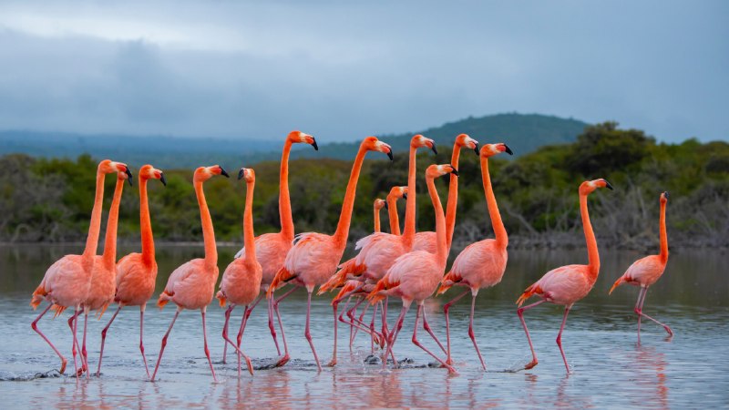 Family, in full colorFlock of American flamingos, Isabela Island, Galápagos Islands, Ecuador (© Tui De Roy/Nature Picture Library)