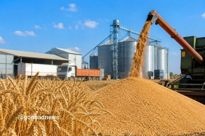 خبرهای جالب گنبد: 📣گندم مورد نیاز نانوایی‌ها تا پایان سال تأمین است🔷رئیس انجمن غلات کشور: با خرید بیش از ۷ میلیون تن گندم از کشاورزان، نیا