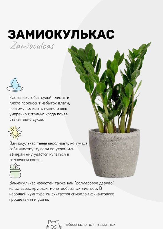 Уехать и забыть 6 растений, которые переживут ваш отпуск без проблем Собрала для вас подборку самых устойчивых ребят, которые отлично переживут зас... - изображение 4 - которые, переживут, вас