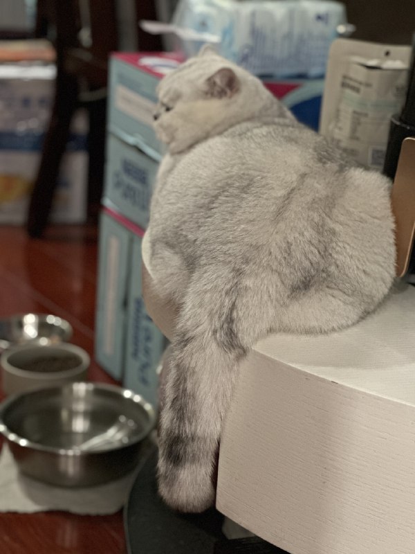 春节期间帮同事养的两只猫/猪，在来我家24小时之后终于不再怕我了，玩了一会儿