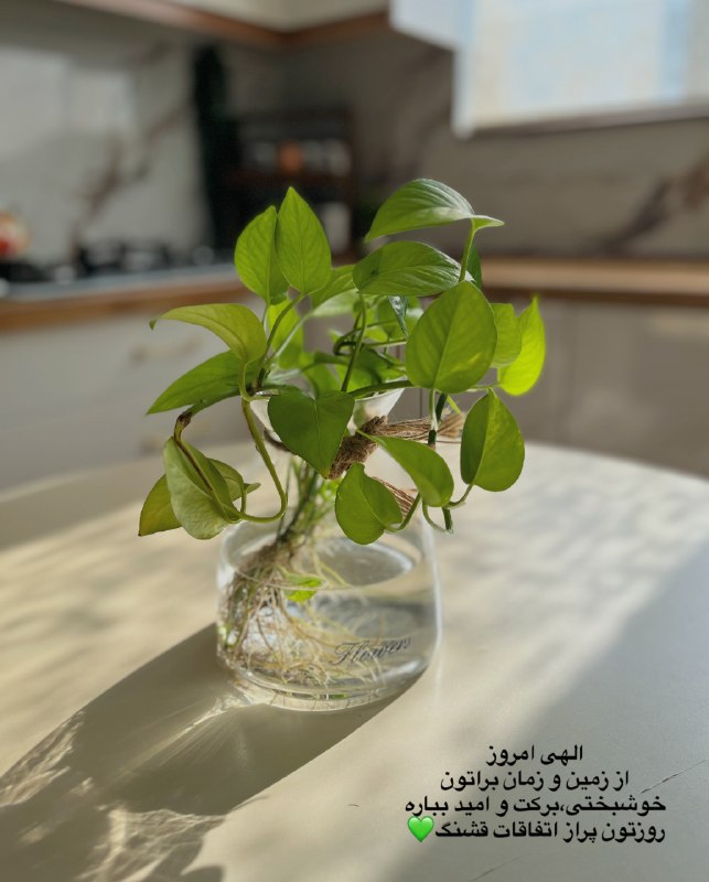 💚 زندگی و سلامتی💚: الهی امروز از زمین و زمان براتونخوشبختی،برکت و امید ببارهروزتون پراز اتفاقات قشنگ💚.#صبح_بخیر #خونه_سبز #خونمون🌸🌸🌸🌸🌸