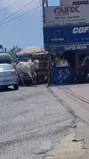 מרדף יוצא דופן...פרה רודפת אחרי אזרחים בכביש אל-קהחלה&33;