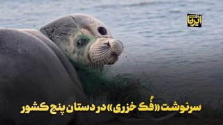 🎥 The fate of the "Caspian seal" is in the hands of five countries