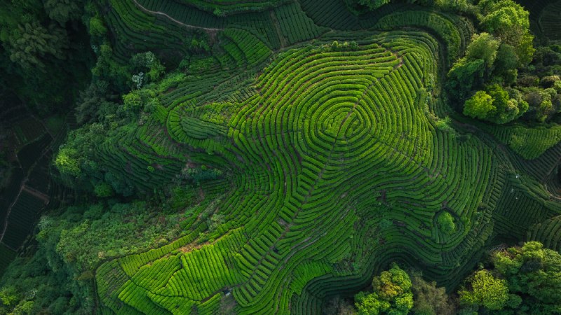 Brewing a legacyTea terraces in Sichuan Province, China (© lzf/Shutterstock)