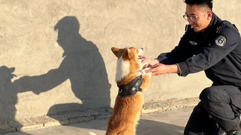 China’s first Corgi police dog causes stir after snatching sausage