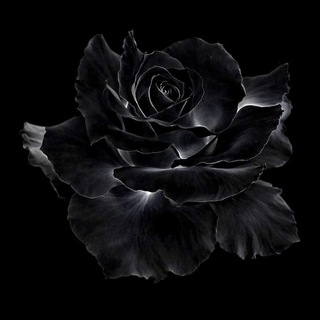 Telegram profile photo for NOIRNOVEL