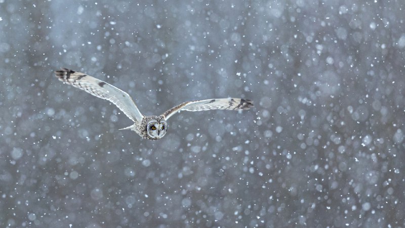 Snow-way you'll miss itShort-eared owl hunting in heavy snow (© Dilshan Muthalib/Getty Images)