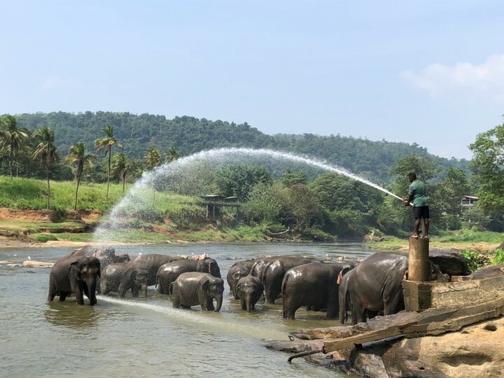 大象孤兒院 (Pinnawala Elephant orphanage)的美麗與哀愁