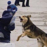 STOPDOG38