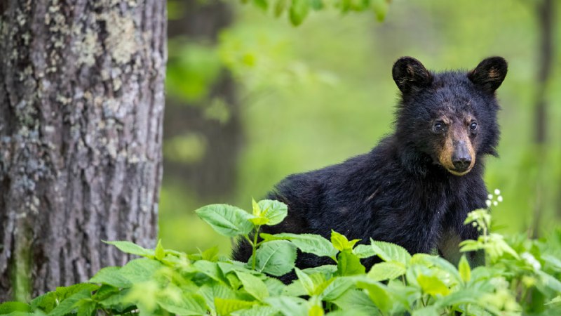 Have I been sleeping too long?American black bear cub in spring, Shenandoah National Park, Virginia (© Scott Suriano/Getty Images)