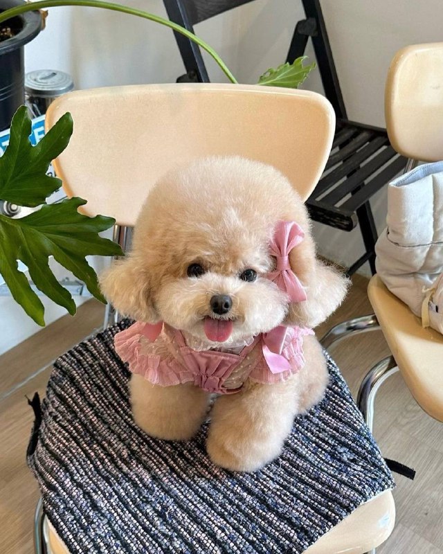 Очередная порция пушистых друзей в интерьере Please open Telegram to view this post VIEW IN TELEGRAM - изображение 2 - telegram, view, очередная