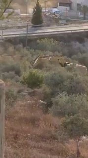 Urgent: an IDF bulldozer uproots olive trees on the lands of the village of Madama, south of Nablus.
