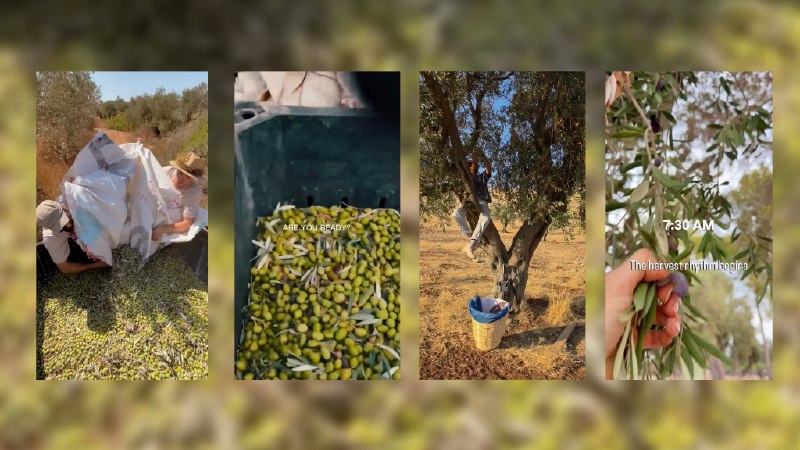 תקיפת שדות זיתים בגדה המערבית: "המתנחלים רואים בעצמם ילידים, זה מתועב".