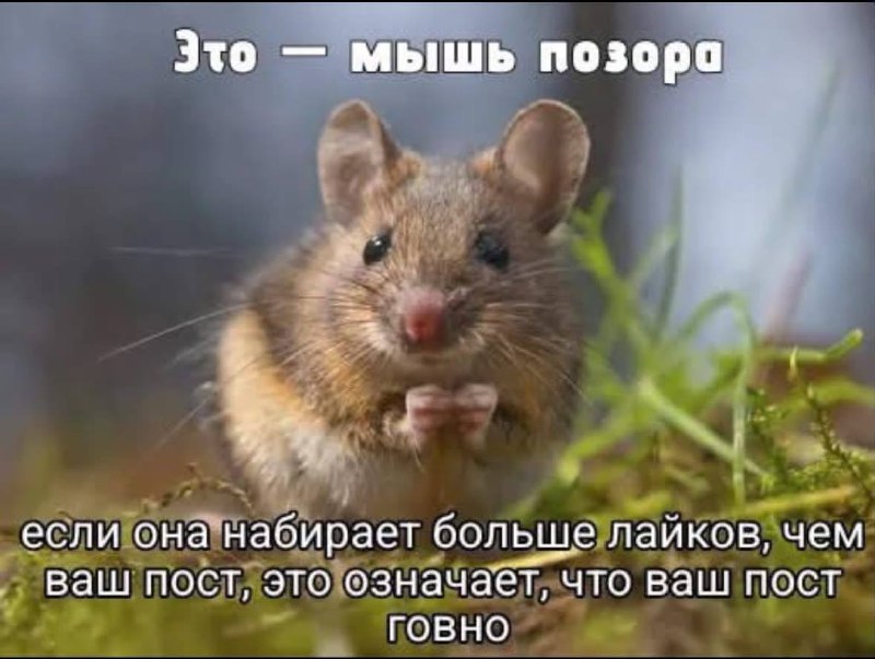 Мне так нравится, что если на платформе нет дизлайков, то люди всегда найдут способ всё равно обозначить свою позицию Последние пару дней самая популярная картинка в русскоязычном threads — вот эта. Сотни тысяч лайков ставятся ей постоянно. Мышь страшная с