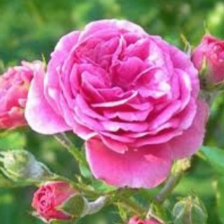 سهامداران غشهداب غپونه غبهار✔