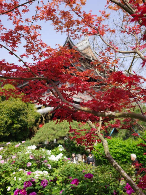 以前不知道上海有座漂亮的寺庙龙华寺以前不知道上海有座漂亮的寺庙龙华寺