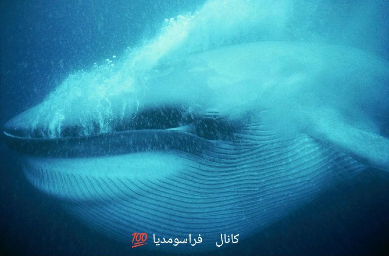 کانال فراسو مدیا 💯: 🐋 نهنگ آبی؛ بلندترین صدای دنیای جانوراننهنگ آبی میتواند صداهایی با فرکانس بسیار پایین تولید کند که در شرایط مناسب، صدها