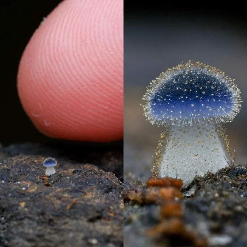 National Geographic farsi: 🍄 این قارچ ریز آبی‌رنگ Mycena subcyanocephala، تنها حدود ۱ میلی‌متر ارتفاع داره و یکی از کوچک‌ترین قارچ‌های شناخته‌شده ج