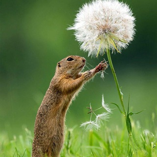 Живая природа Telegram Group Link