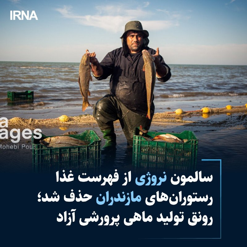 🔸Norwegian salmon was removed from the menu of restaurants in Mazandaran; The boom in free fish production