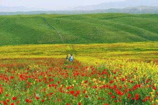 Дача юкори чирчикда Красногорск сумбула сойда 6-соту