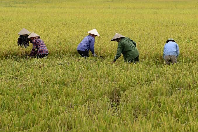 Agriculture News: សមាគមស្បៀងអាហារវៀតណាម សុំឱ្យក្រុមហ៊ុនជួយទិញស្រូវពីកសិករ ខណៈការនាំចេញអង្ករប្រឈមឧបសគ្គhttps://www.kampucheathmey.com/busin