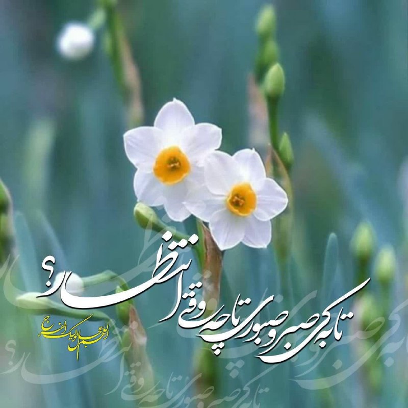 🌹شـــیـخ نخـــودکی اصفهـــانی🌹: مولاجان✨کاش عشق تو نصیبِ دلِ بیمار شودساکنِ کویِ تو این عبد گنهکار شود...✨با دعای سحرت نیمه شبی مهدی جاندلِ غفلت زده ام